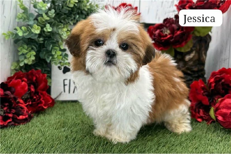 Jessica - Oro e Bianco Cucciolo di Shih Tzu