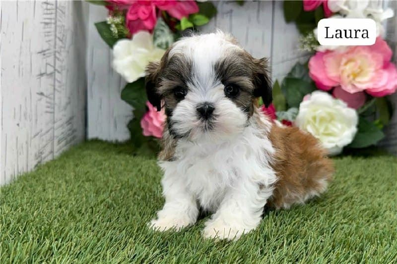 Laura - Tricolore Bianco-Marrone Cucciolo di Shih Tzu
