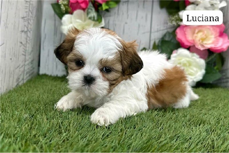 Luciana - Bianco e Oro Cucciolo di Shih Tzu