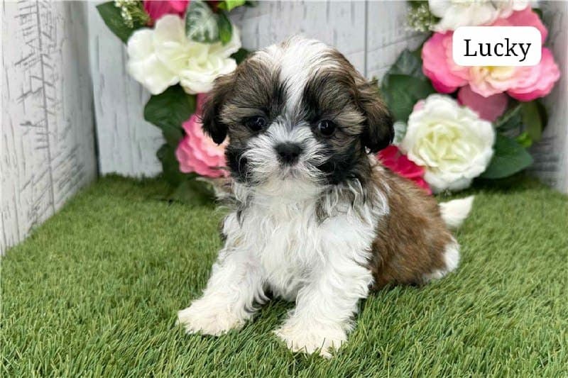 Lucky - Tricolore Marrone-Bianco Cucciolo di Shih Tzu