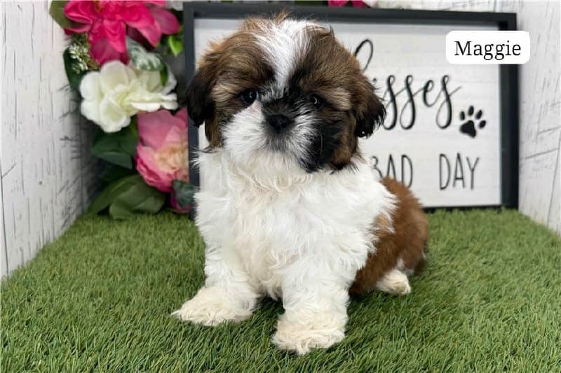 Maggie - Tricolore Marrone-Bianco Cucciolo di Shih Tzu